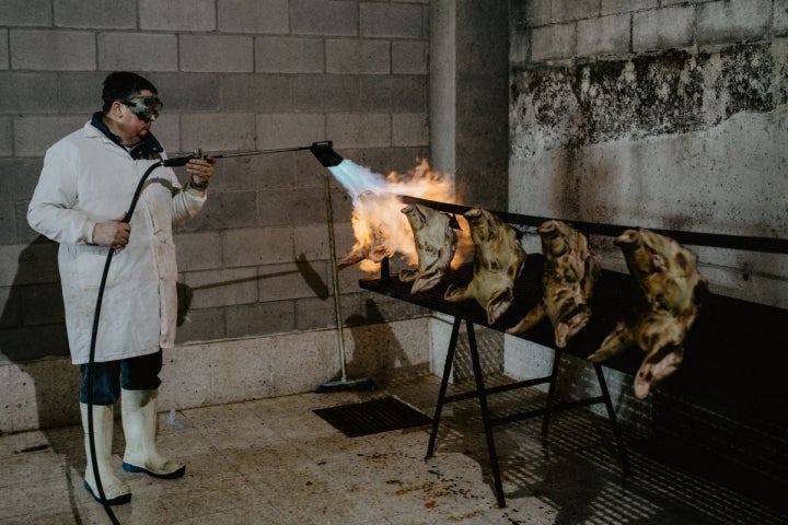 Las cabezas de cerdo a golpe de soplete.