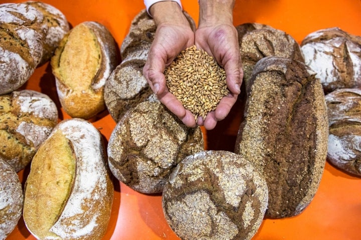 Gastronóma 2019 tritordeum panes