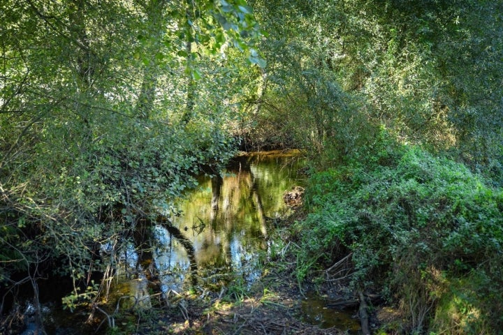 Merendeiro Da Berxa Mesía Río Samo