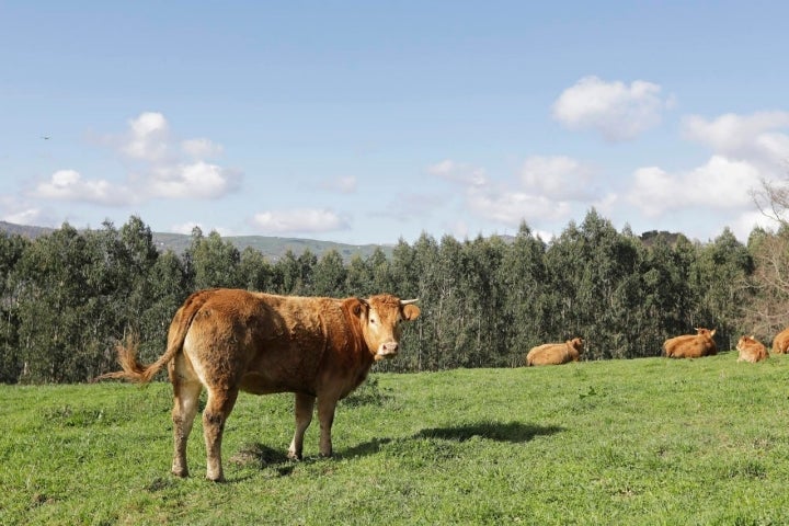 Los Llamosas crían su propio ganado.