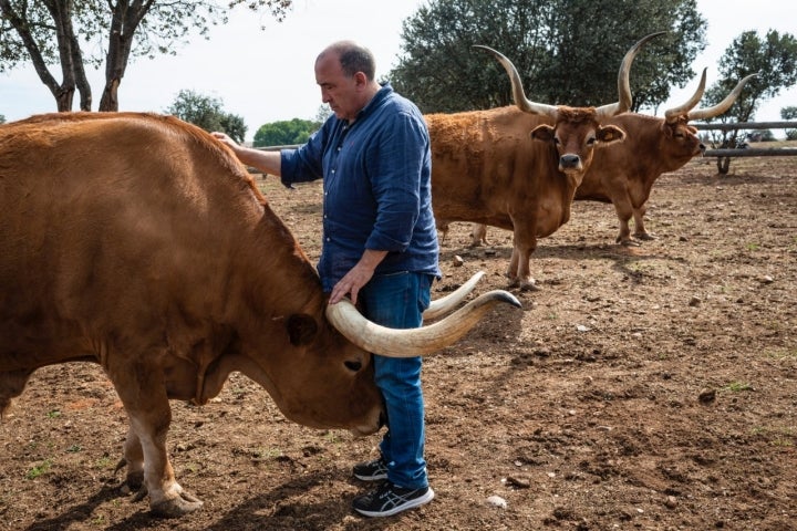 José Gordón junto a un ejemplar de buey en su finca.