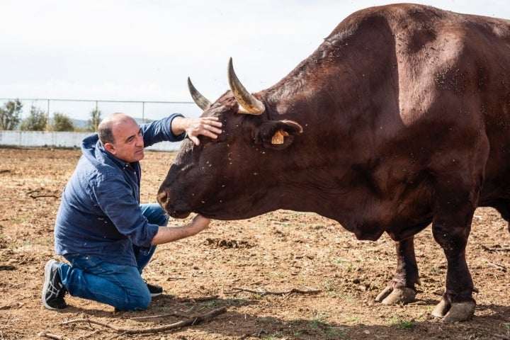 José Gordón acariciando un buey en su finca