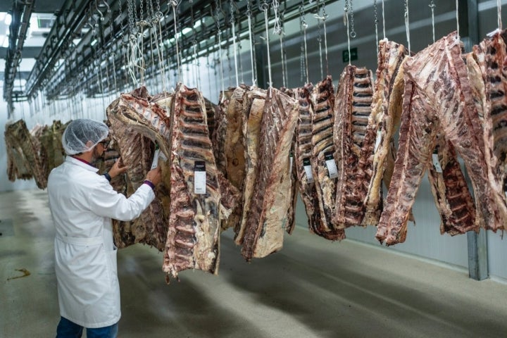 Distintos costillares cuelgan en la cámara de maduración