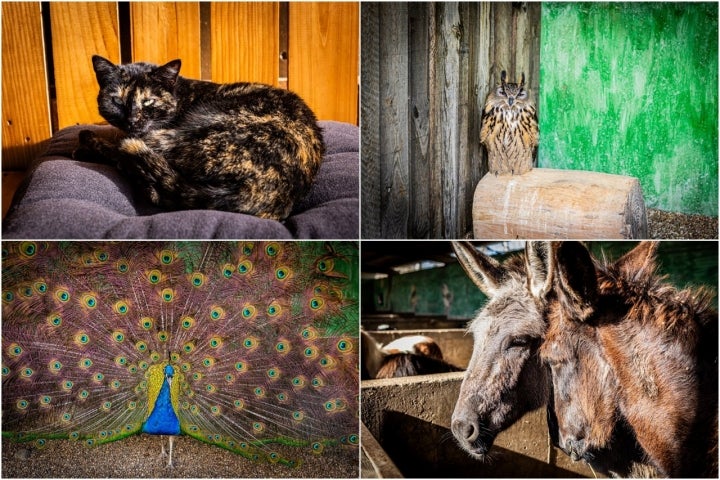 Los visitantes podrán ver y aprender de gran variedad de especies.