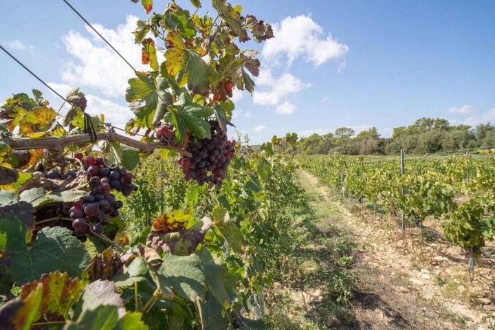 Viñedo Finca Serena