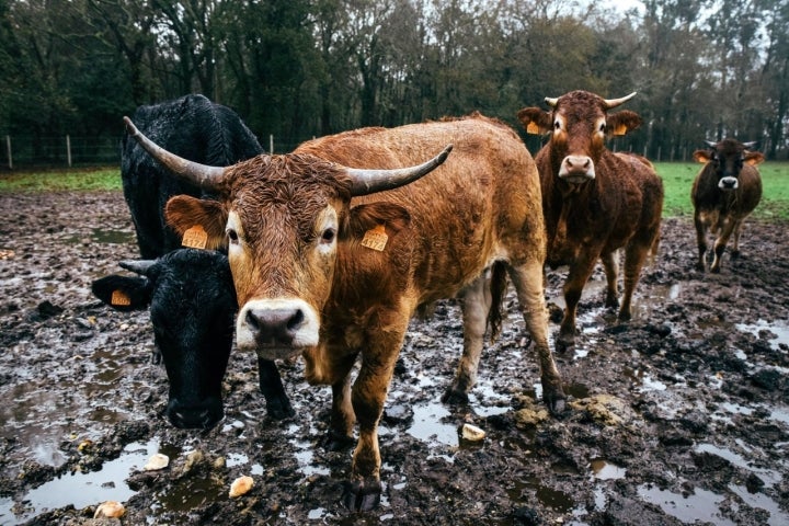 Los alrededores del resturante también captan la esencia gallega.