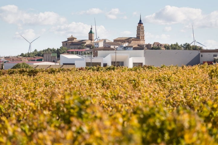 Fuendejalón vino Campo de Borja