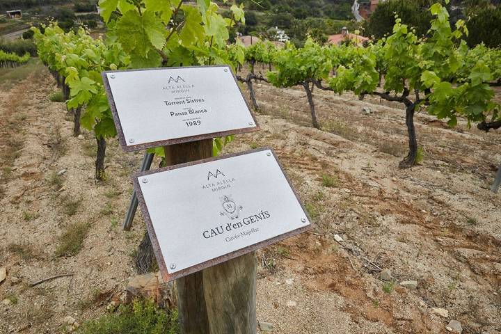 Viñedos donde se produce la uva para elaborar Cau d’en Genis, el vino hecho en exclusividad para el restaurante 'Solc'.
