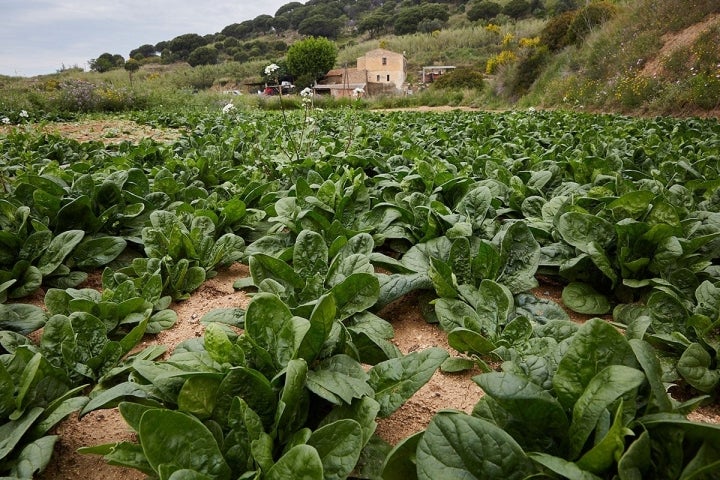 Plantación de espinacas de la finca de Can Met, de donde se abastece el local.