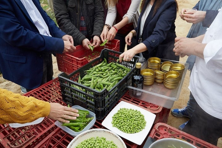 En el huerto del restaurante sacando guisantes de su vaina para después degustarlos.