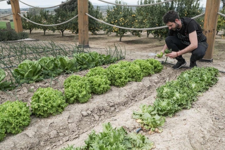 Guti, el jefe de cocina, recoge unas lechugas del huerto.