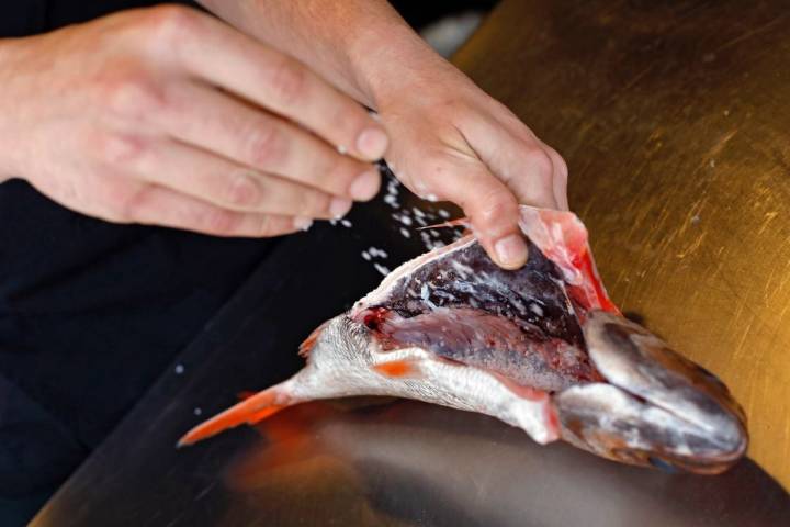 Echando sal al besugo en el interior del pescado en el 'Bodegón Joxe Mari', en Orio (Guipúzcoa).