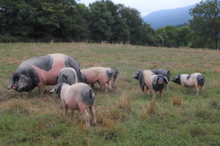 Restaurantes con delivery en Navarra: cerdos de 'Maskarada'