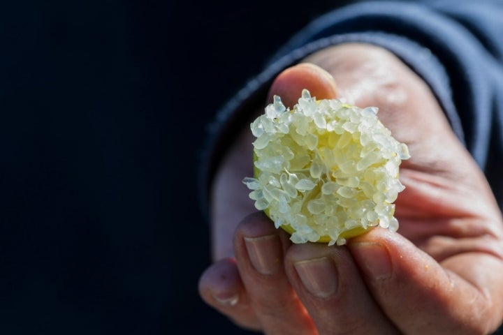El caviar cítrico de Vicent Todolí. Foto: Eva Máñez.