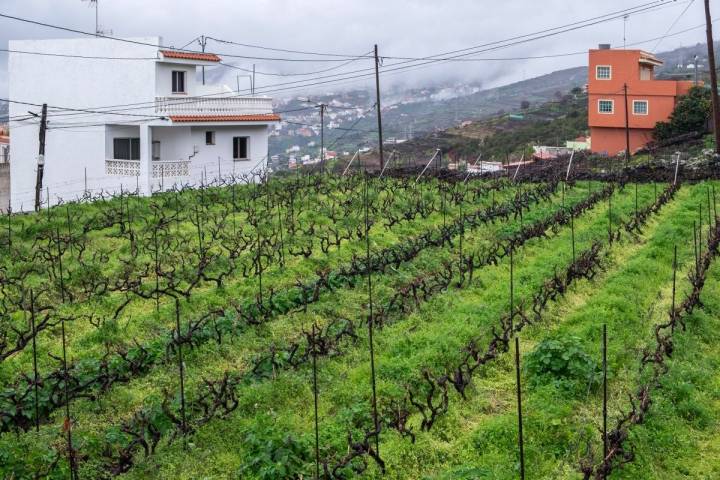 Vista de los viñedos del guachinche Zacatín, en Tenerife.