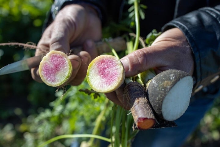 Monge intenta cultivar productos exóticos.