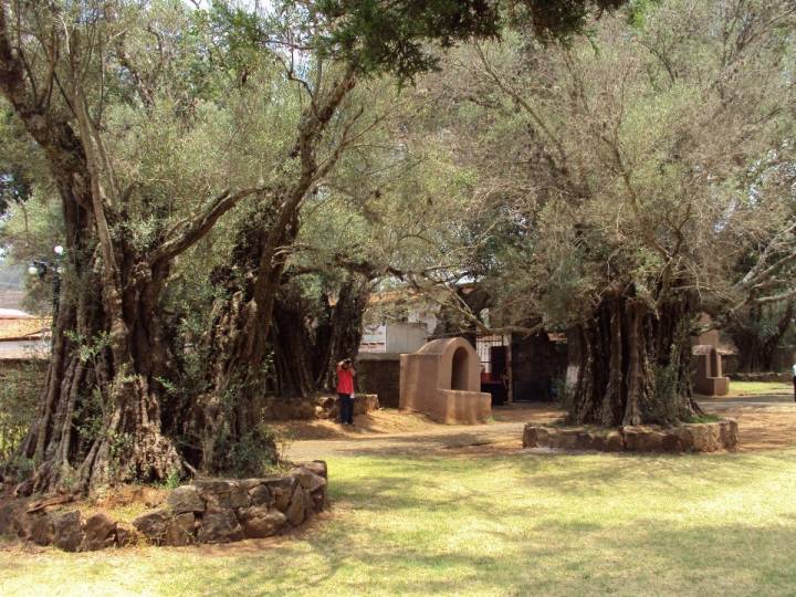 Olivos que desde la llegada de los misioneros se conservan en el jardín del exconvento franciscano de Santa Ana de Tzintzuntzan, en Michoacán, México. Foto: R.T.