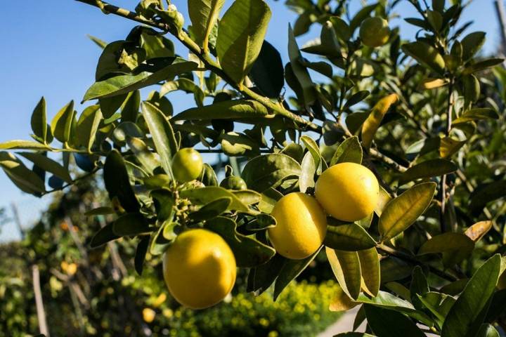 limones en un árbol
