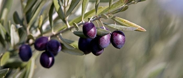 Aceitunas.