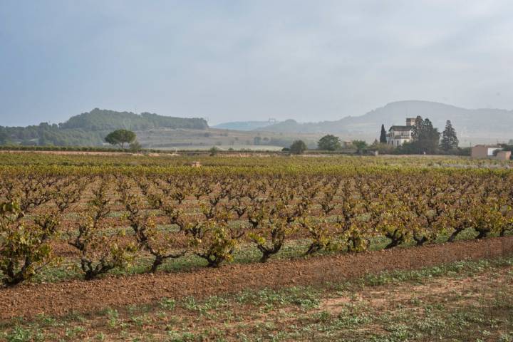 Panorámica de los viñedos de AT Roca en Sant Sebastià dels Gorgs