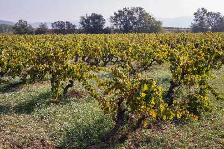 Viñedos recogidos en la bodega AT Roca