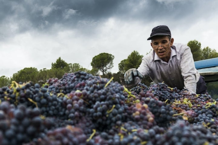 Un trabajador durante la vendimia en la bodega AT Roca