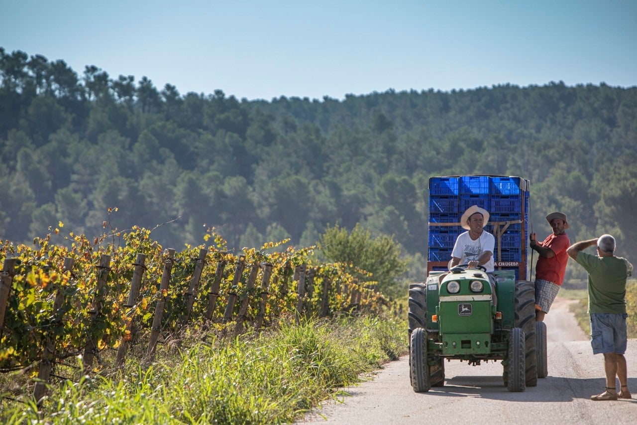 bodega celler roure moixent valencia