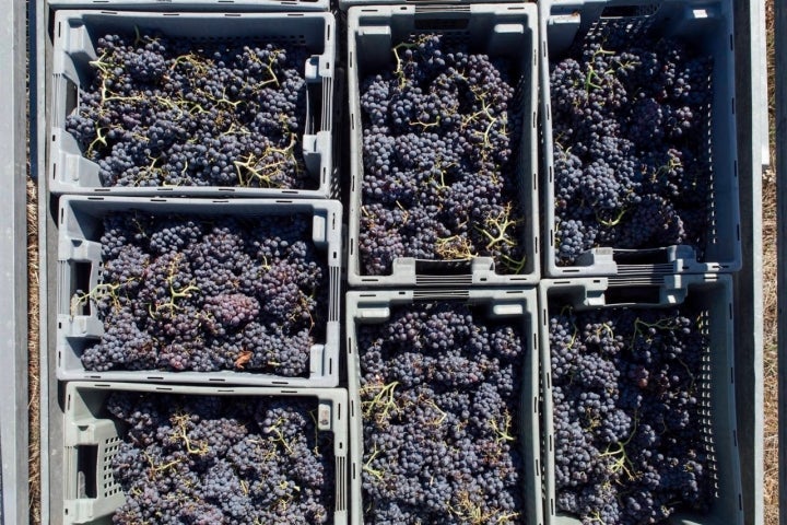 Garnacha lista para marchar a la bodega.