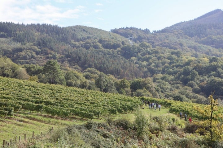 La bodega se encuentra en pleno Valle de Asúa.