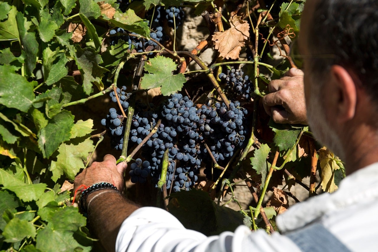 De la hojalata al vino en la Serranía de Ronda