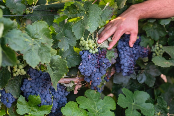 En las viñas se cultivan distintos tipos de uva, como la bobal, la garnacha y otras variedades autóctonas.