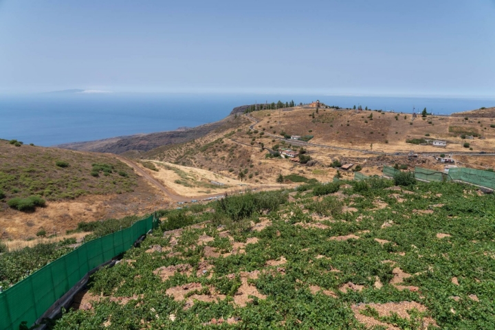 La finca de la bodega Manuel Sánchez y al fondo la isla de Hierro.