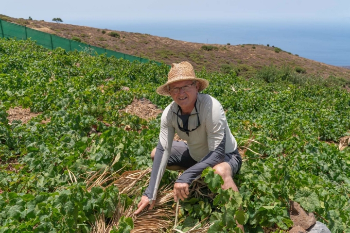Antonio Sánchez entre las vides, cubriendo las uvas con hojas de palma.