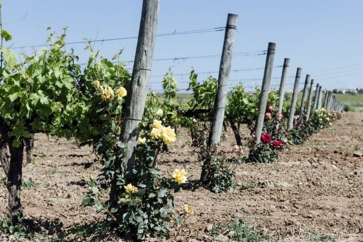 Las rosas colorean los viñedos.