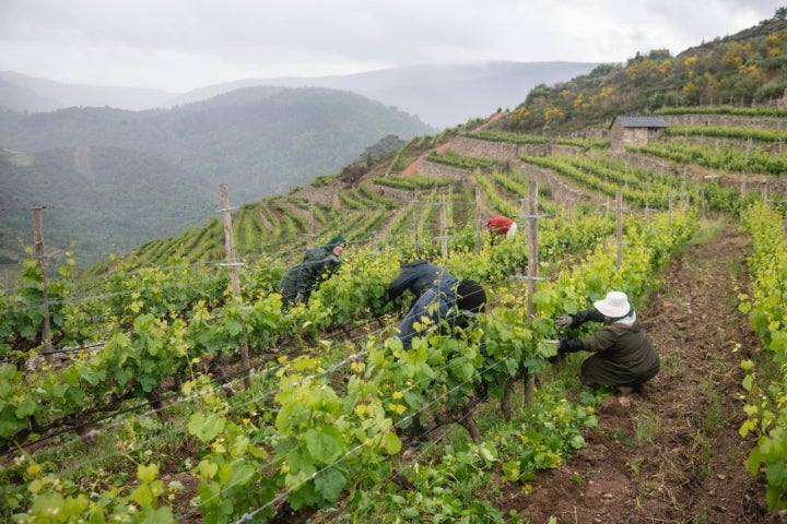 Trabajadores en la viña de la bodega Rafael Palacios (Ourense).
