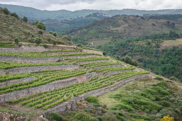 Viñedo en bancales de la bodega Rafael Palacios (Ourense).
