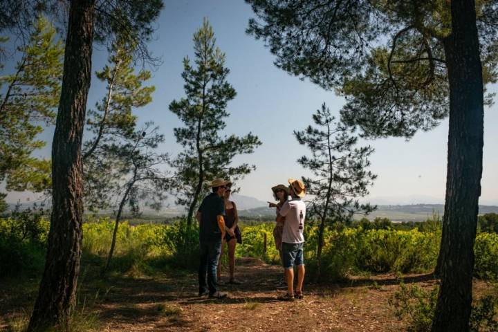 Bodega Recaredo: visita a los viñedos