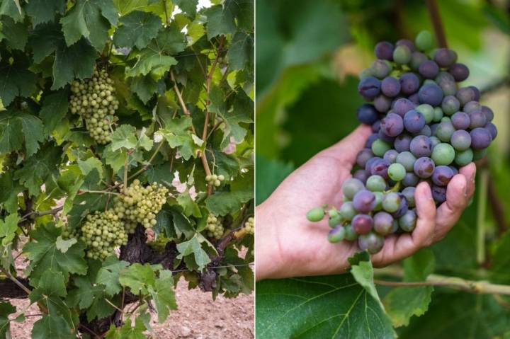 Bodega MontRubí: uvas