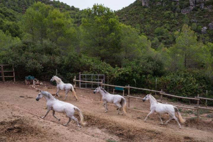 Bodega MontRubí: caballos de raza pura española