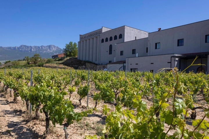 Viñedo Solar de Samaniego