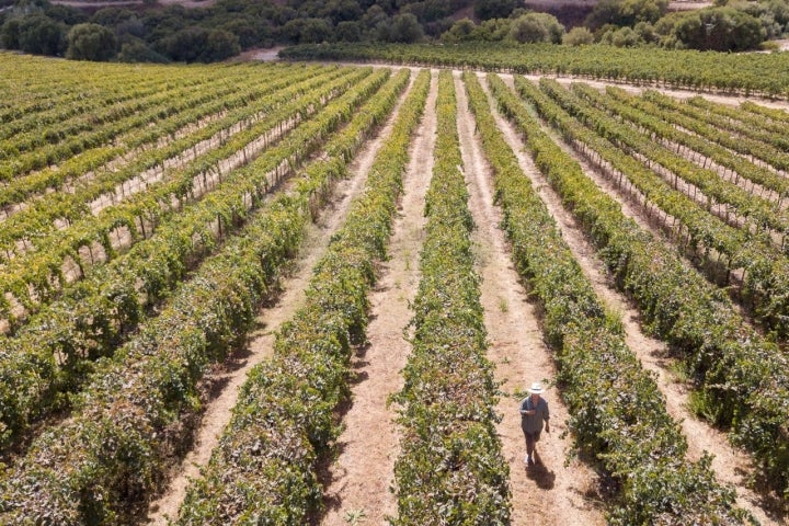 Bodega Tesalia