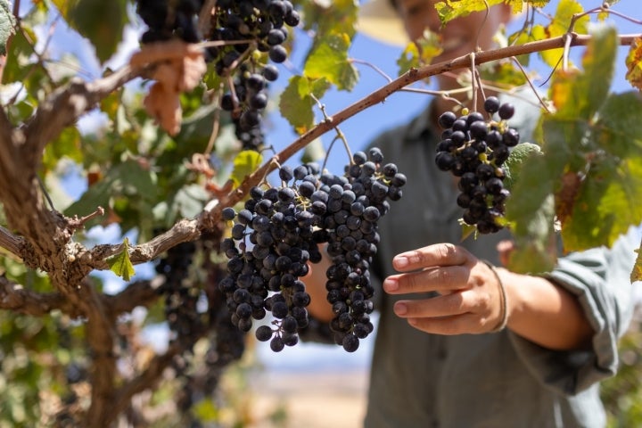 Bodega Tesalia