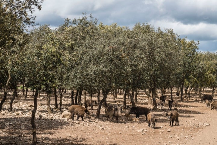 Jabalíes en la finca La Planta de la familia Arzuaga