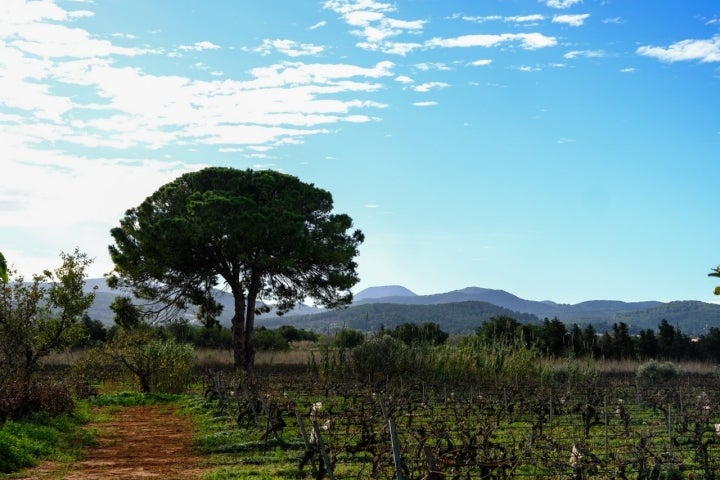 Terreno cercano a la bodega.