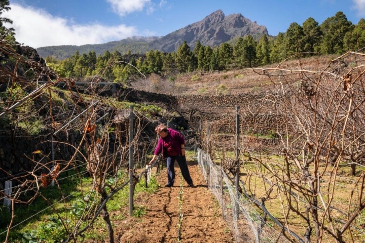 Viñedos de Bodegas Ferrera en el paraje protegido de Siete Lomas (Arafo).