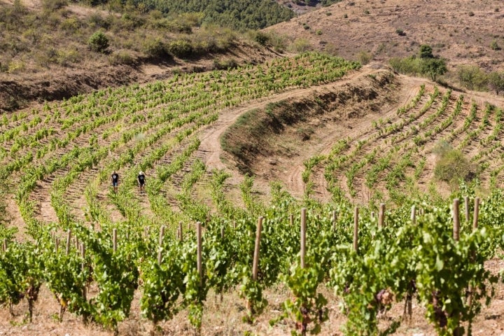 Bodegas Frontonio viñedo