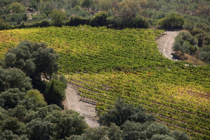 Viñas Ronda