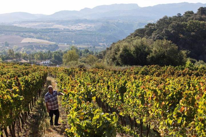 La Serranía de Ronda se hecho un hueco entre las grandes referencias vinícolas españolas.