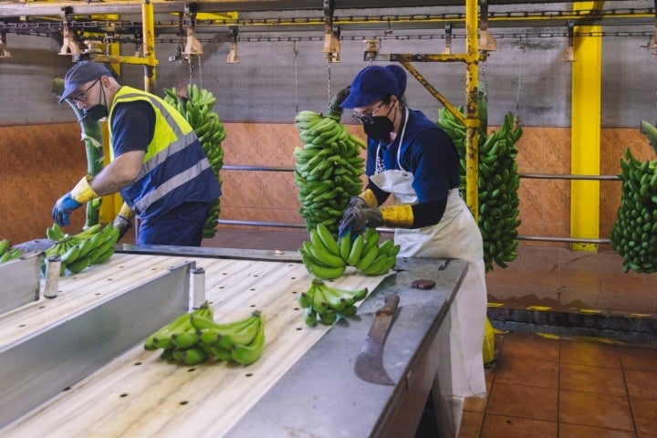 Platanos La Casmi San Miguel