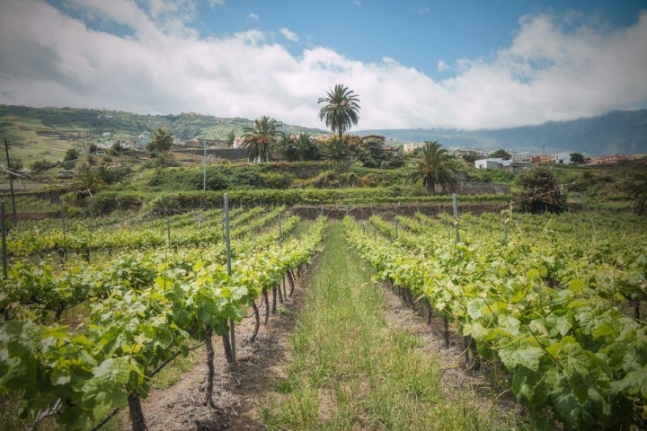 Los vinos de esta tierra tienen un ADN exótico y volcánico que los diferencia.